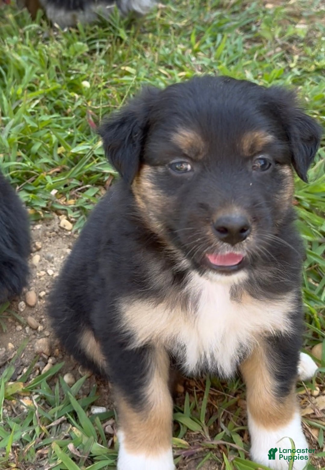 Australian Shepherd dogs for sale: Australian Shepherd Puppy 6 - Ad 5