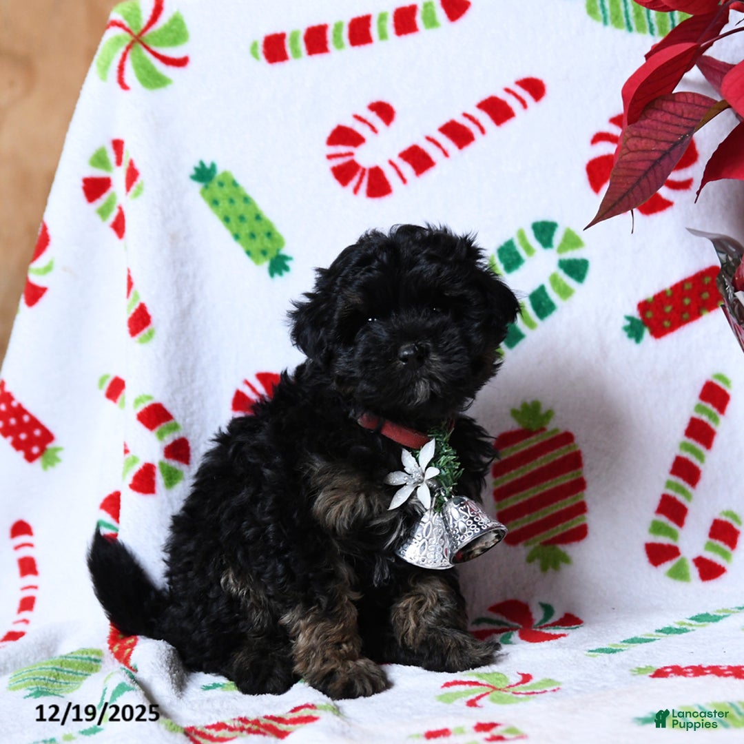Maltipoo dogs for sale: Socks - Ad 3