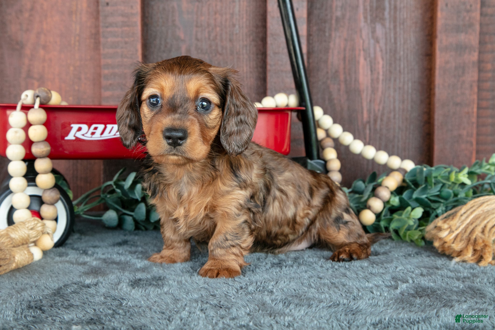 Miniature Dachshund dogs for sale: Cokey - Ad 1