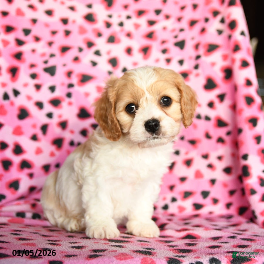 Cavachon dogs Belle - Ad 8