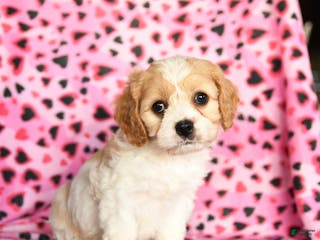 Cavachon dogs for sale: Belle - Ad 2