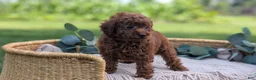 Toy Poodle dogs for sale: Chloe - Ad 13