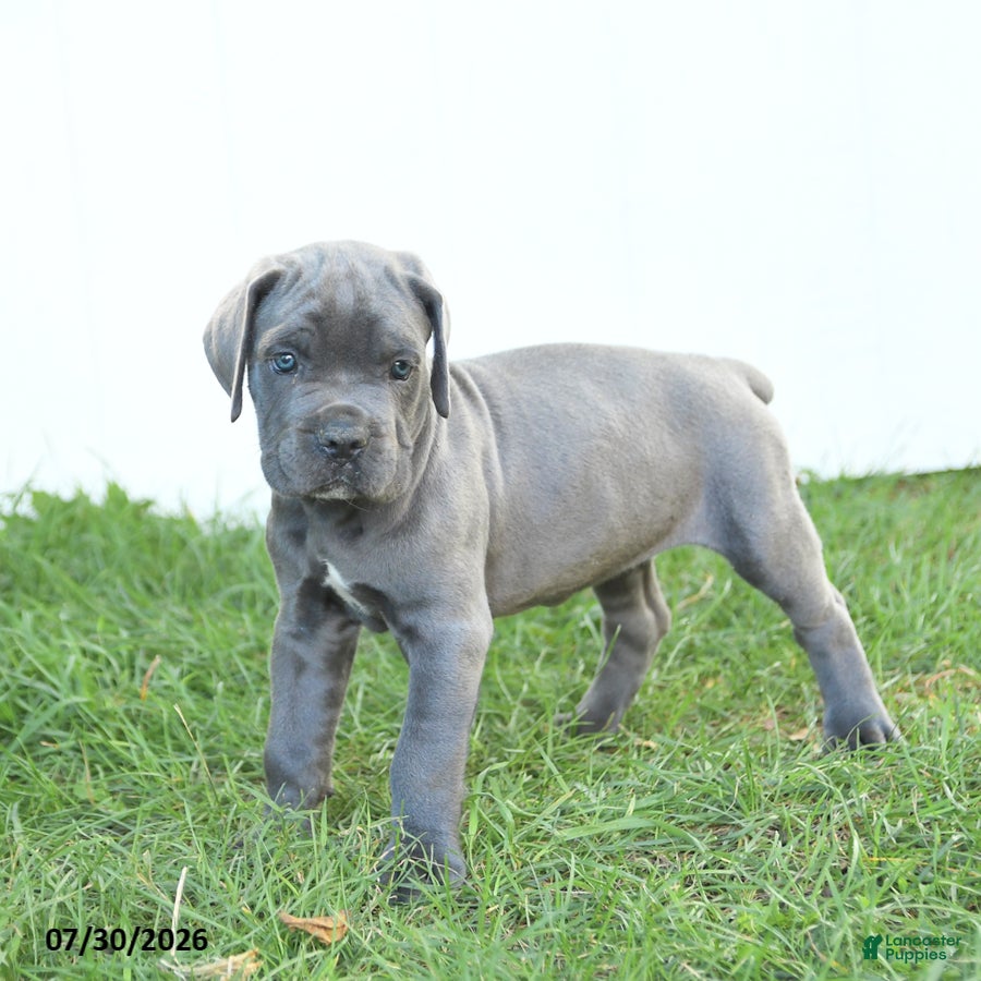 Cane Corso dogs River - Ad 2