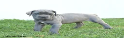 Cane Corso dogs for sale: River - Ad 12