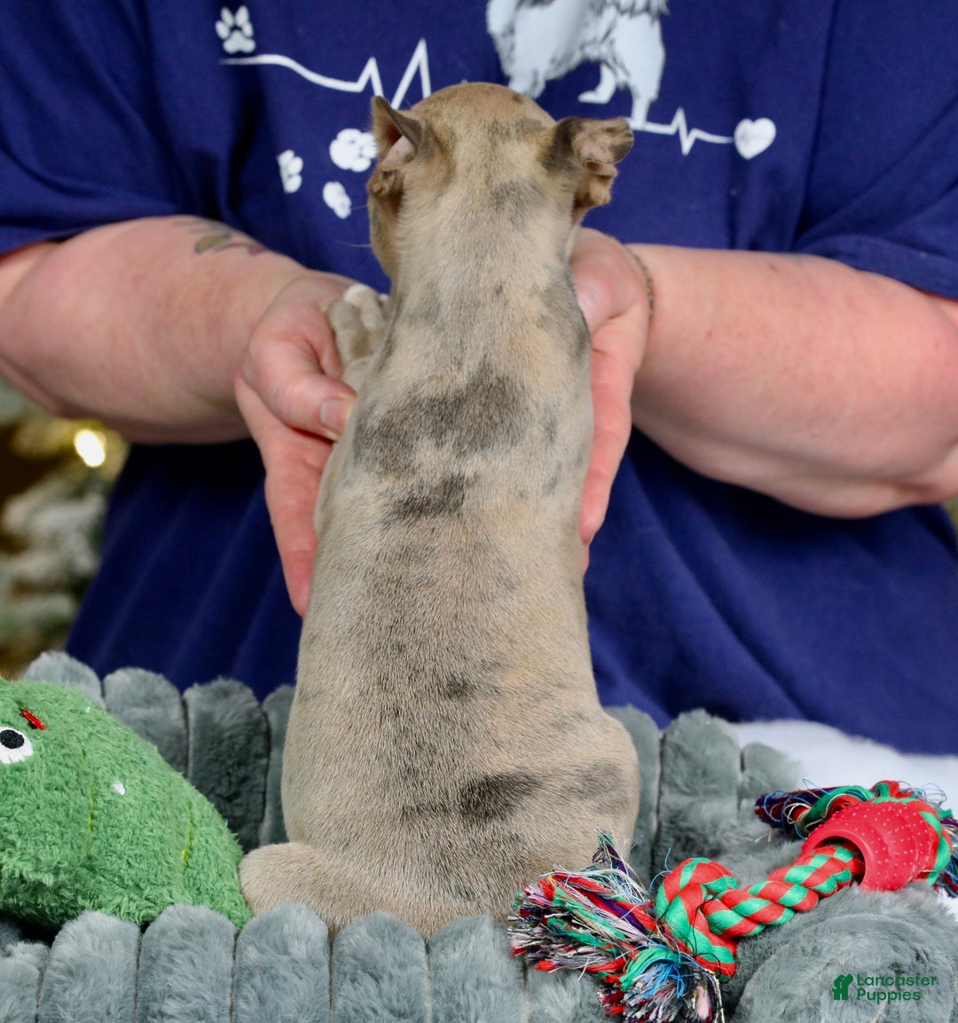 Frenchton dogs for sale: Bean - Ad 12