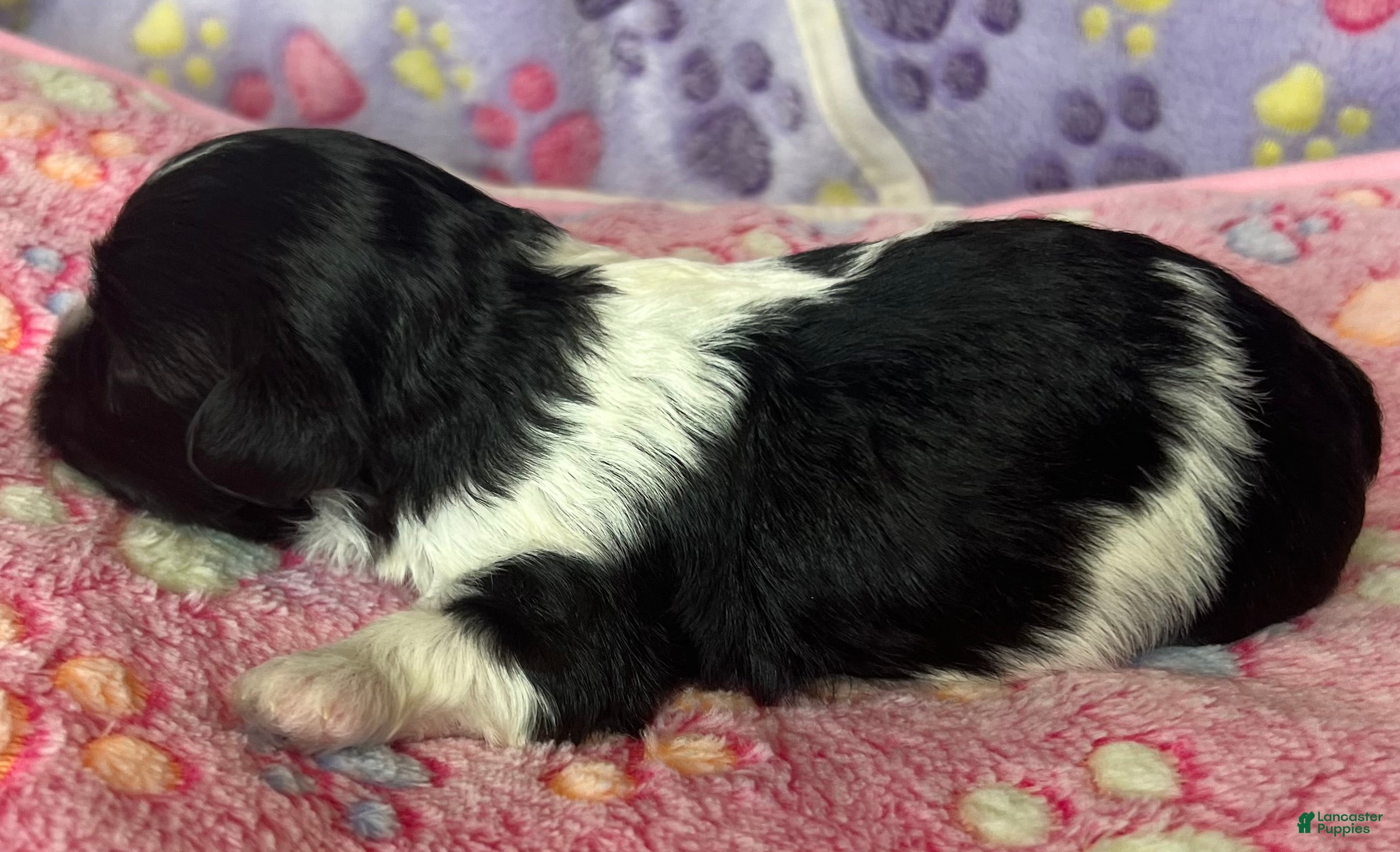 Havanese dogs Zoey  - Ad 2