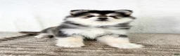 Pomsky dogs for sale: Frost - Ad 4