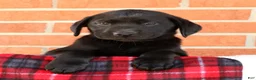 Labrador Retriever dogs for sale: Ricky - Ad 6