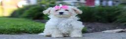 Maltipoo dogs for sale: Ana - Ad 3