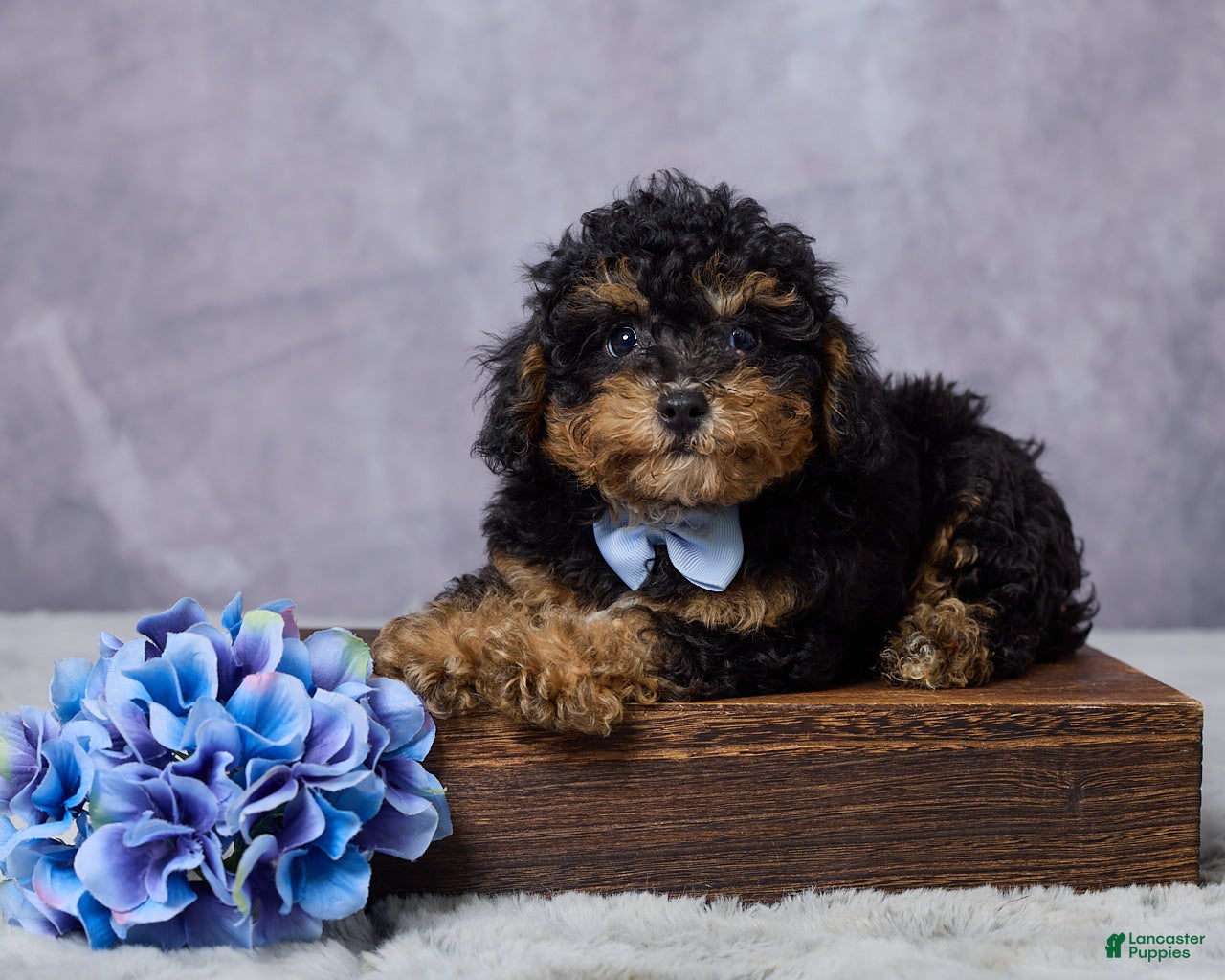 Miniature Poodle dogs for sale: Timmy - Ad 1