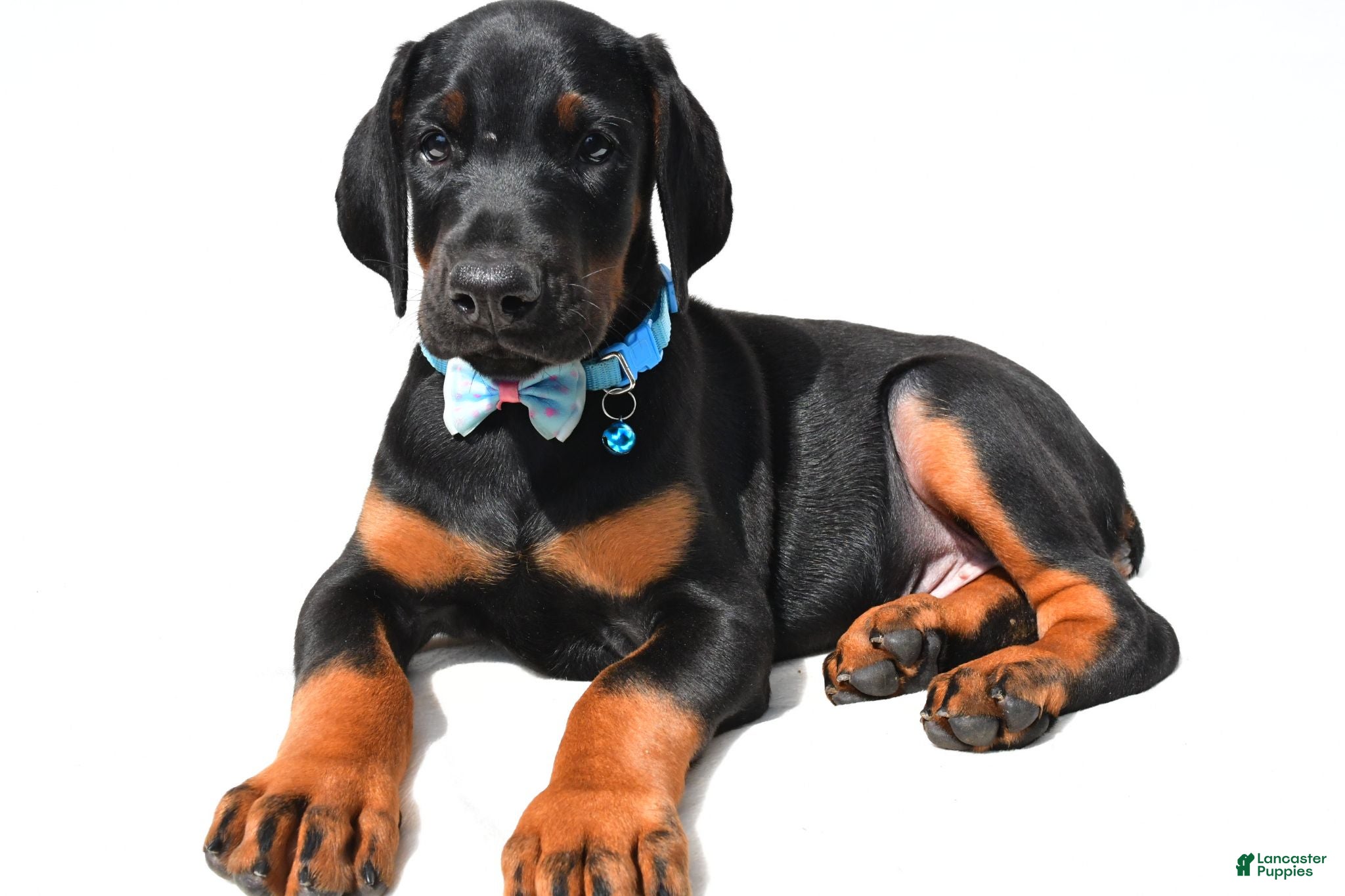 Doberman Pinscher dogs Bo - Ad 1