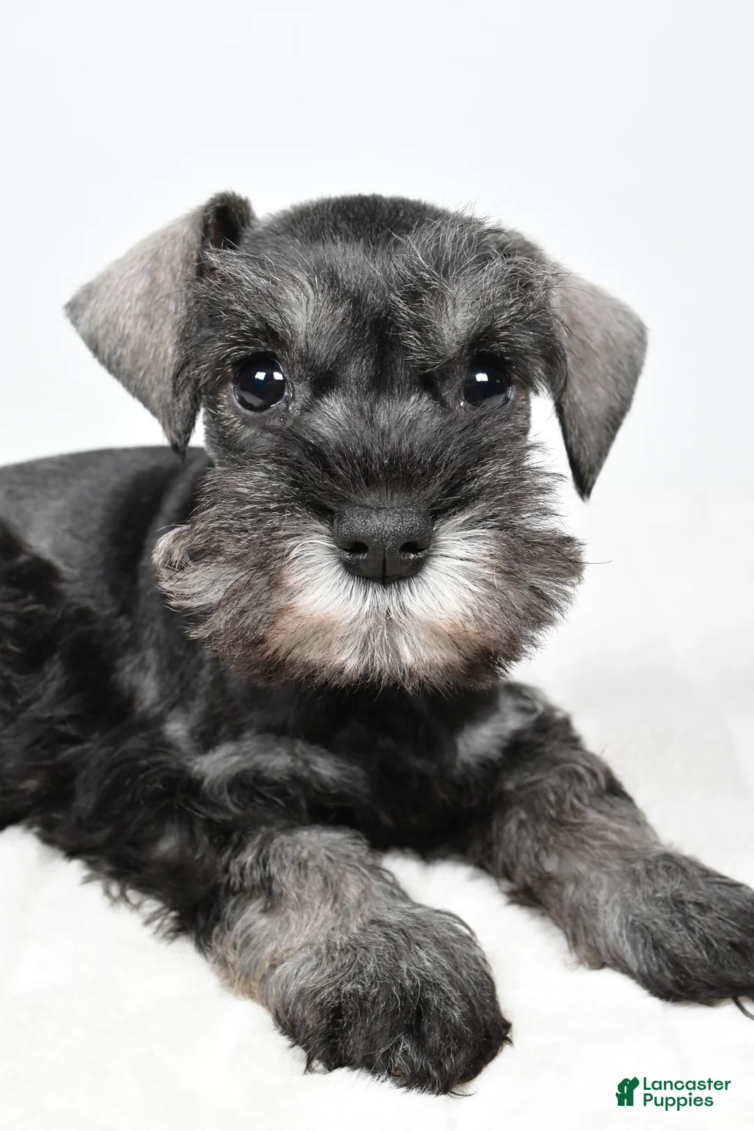 Miniature Schnauzer dogs for sale: Leon - Ad 10
