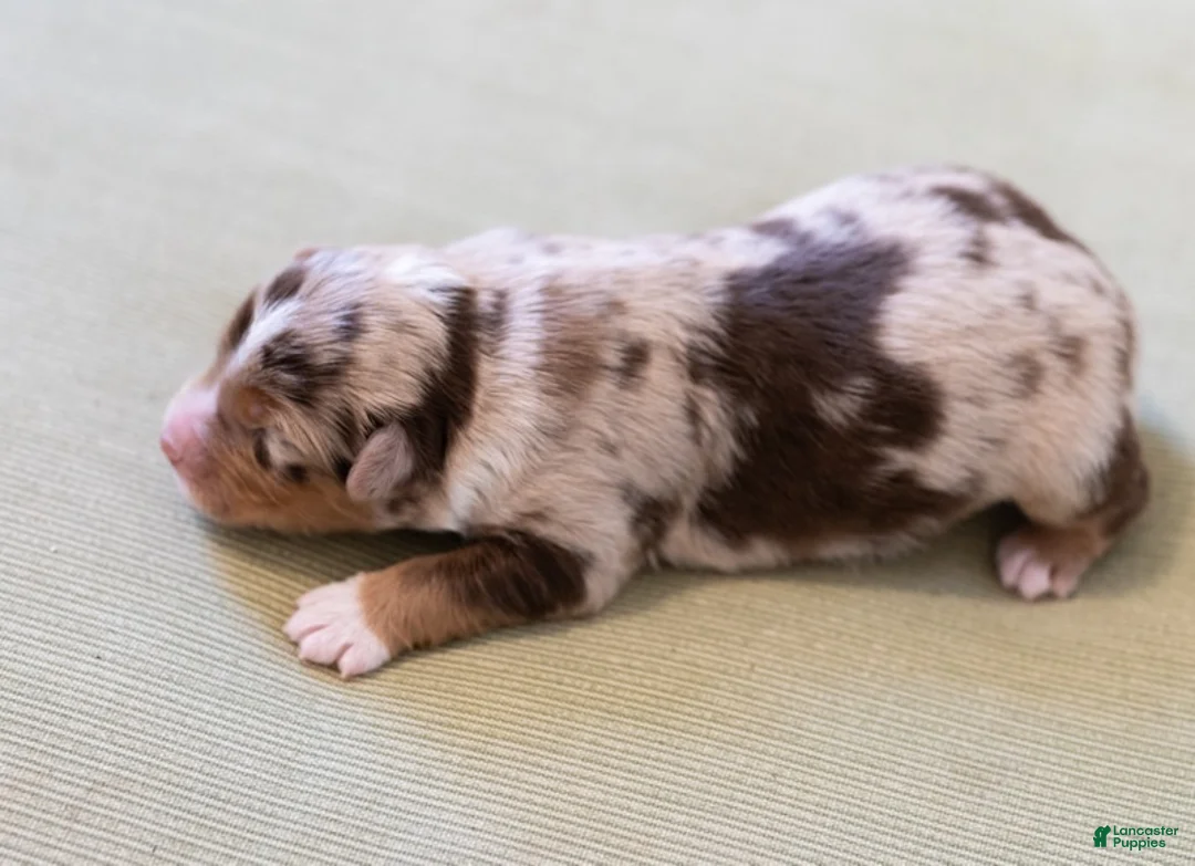Miniature Australian Shepherd dogs for sale: Naveen - Ad 4
