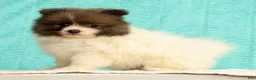 Pomeranian dogs for sale: Manny - Ad 5