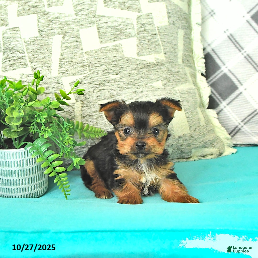 Yorkshire Terrier dogs for sale: Marco - Ad 1