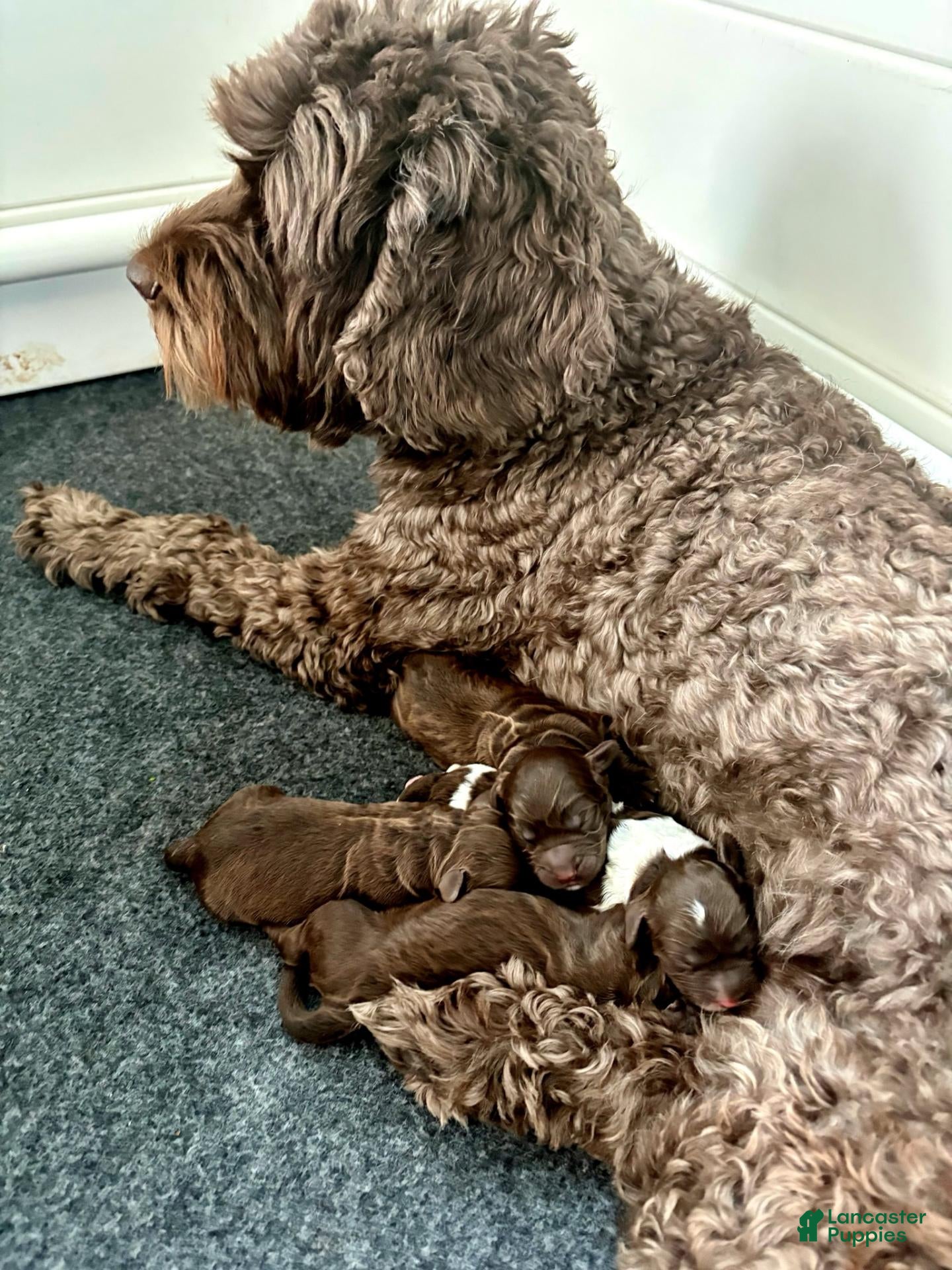 Australian Labradoodle dogs for sale: Australian Labradoodle Female 3 - Ad 2