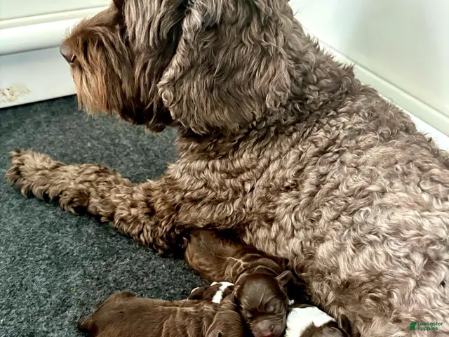 Australian Labradoodle dogs for sale: Australian Labradoodle Female 3 - Ad 2