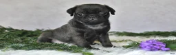 Pug dogs for sale: Jem - Ad 3