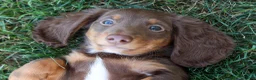 Miniature Dachshund dogs for sale: MARLEY - Ad 14