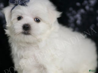 Maltese dogs - Ad 15