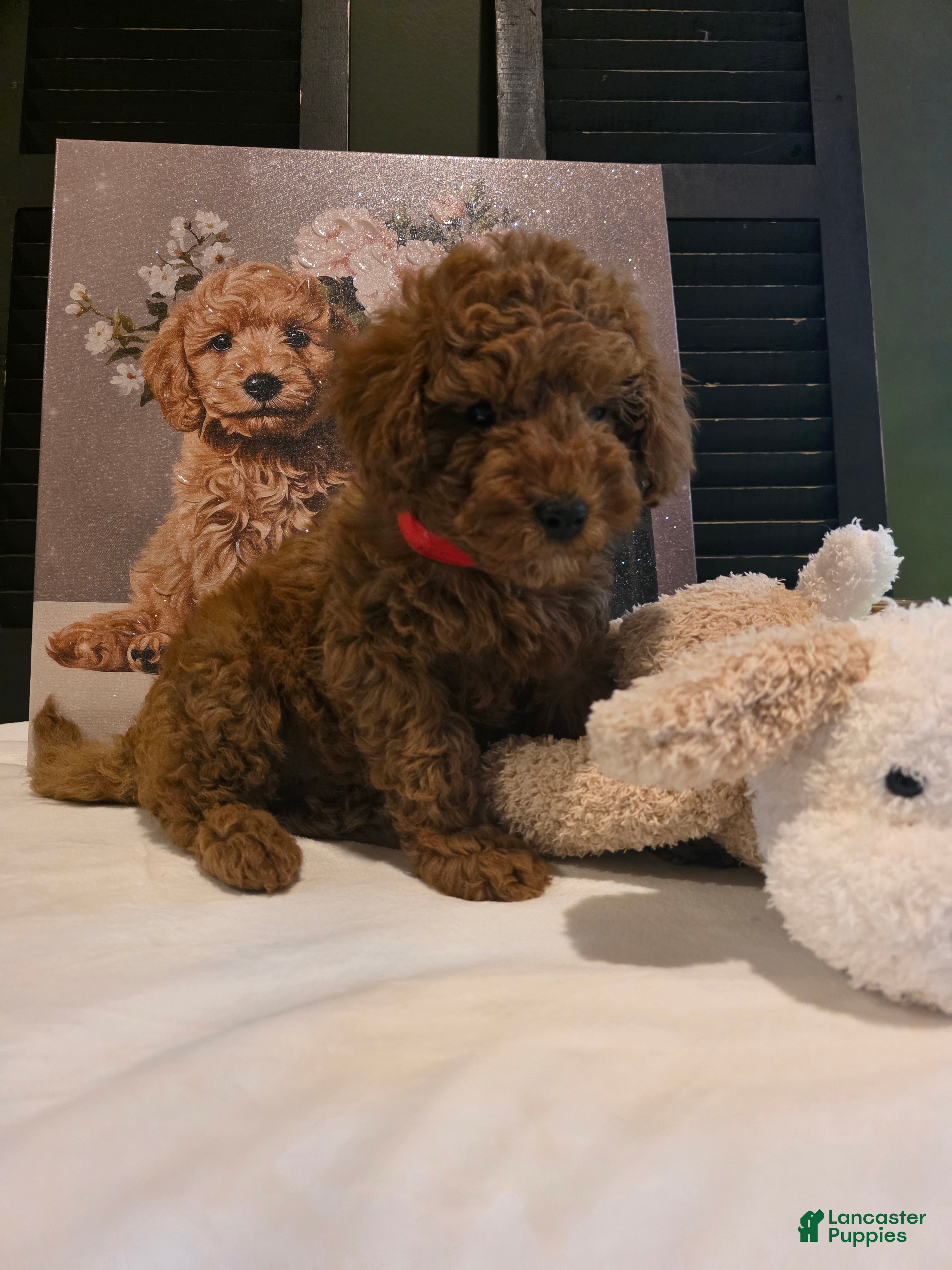 Miniature Poodle dogs Max  - Ad 1