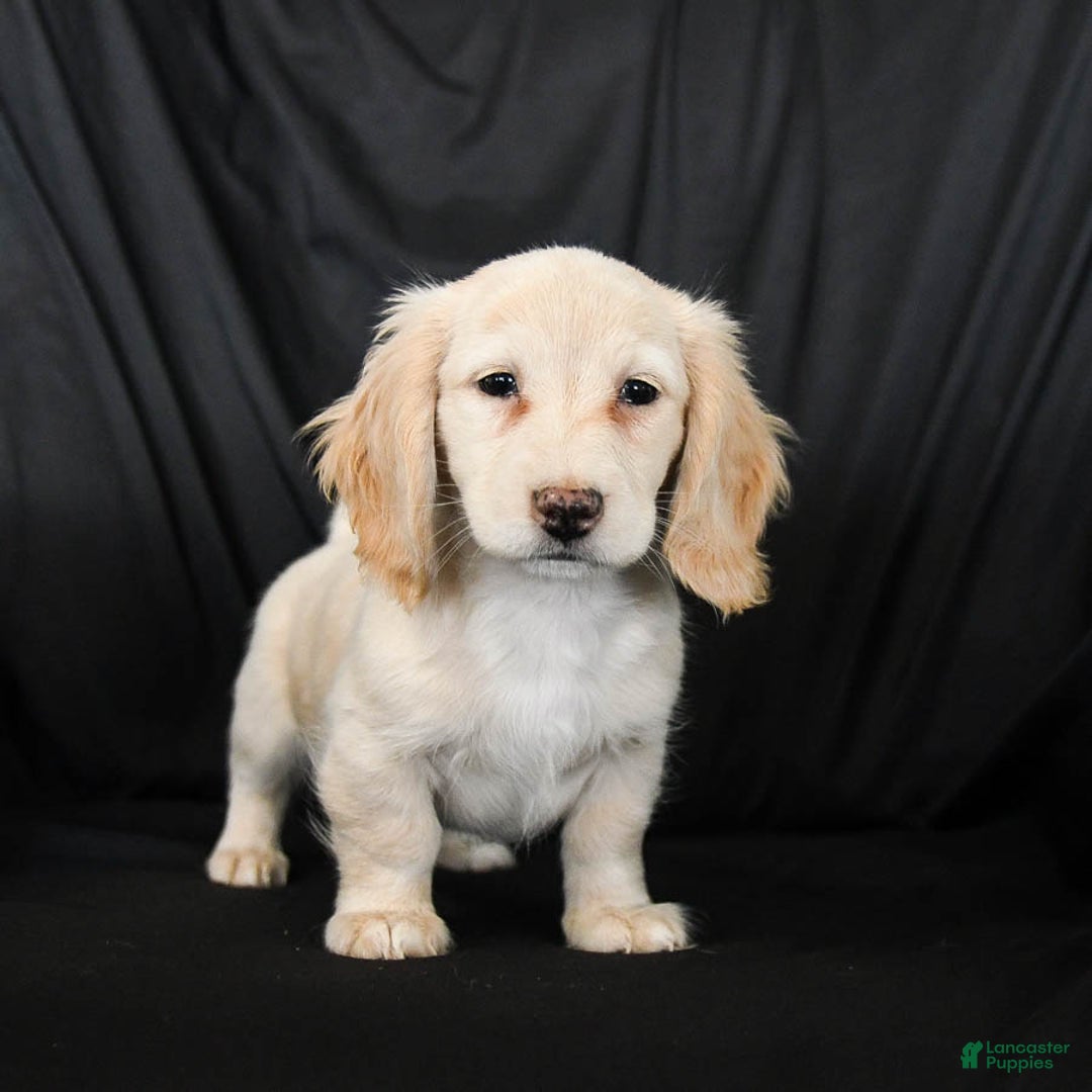 Miniature Dachshund dogs for sale: Wiggles - Ad 2