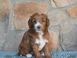 Mini Goldendoodle dogs - Ad 29