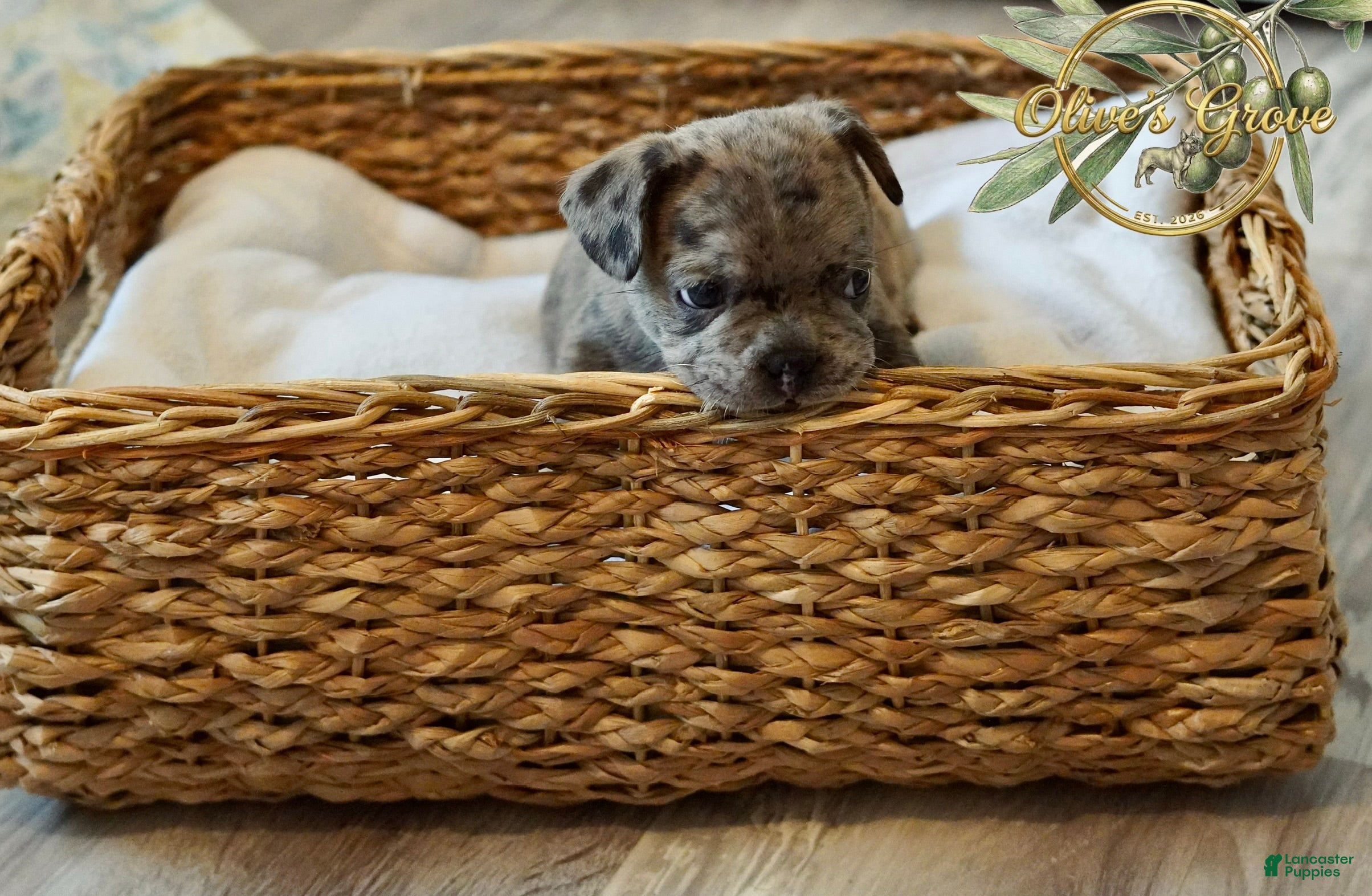 French Bulldog dogs Picho   - Ad 24