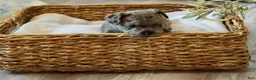 French Bulldog dogs for sale: Picho   - Ad 1
