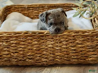 French Bulldog dogs Picho - Ad 24