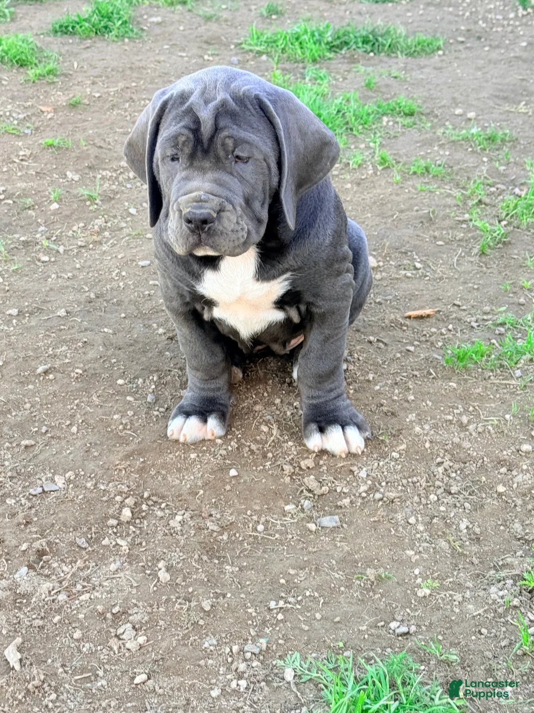 Mixed Breed dogs for sale: Mixed Breed Puppy 2 - Ad 4