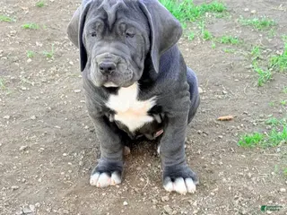 Mixed Breed dogs Mixed Breed Puppy 2 - Ad 1