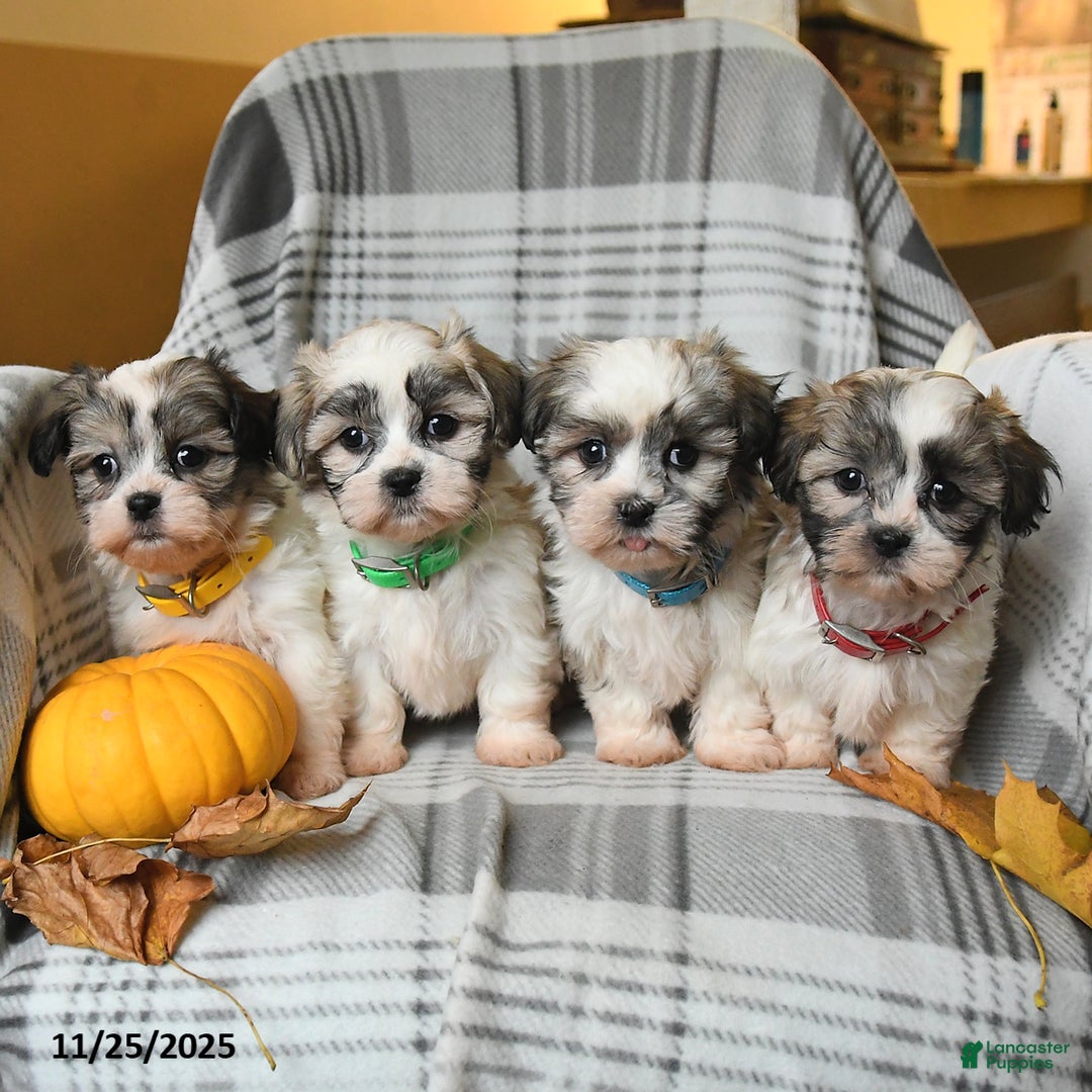 Malshi dogs for sale: Roxy - Ad 3