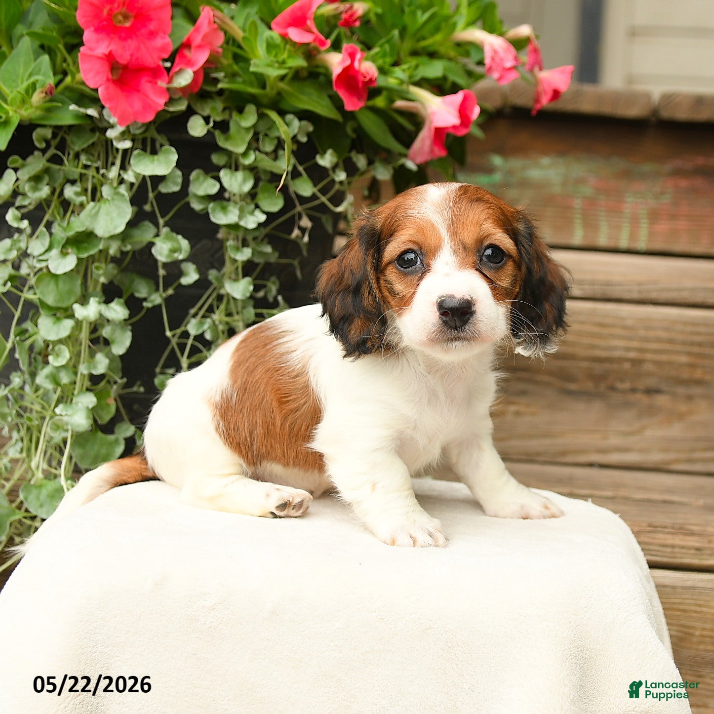 Dachshund dogs Shiloh - Ad 1