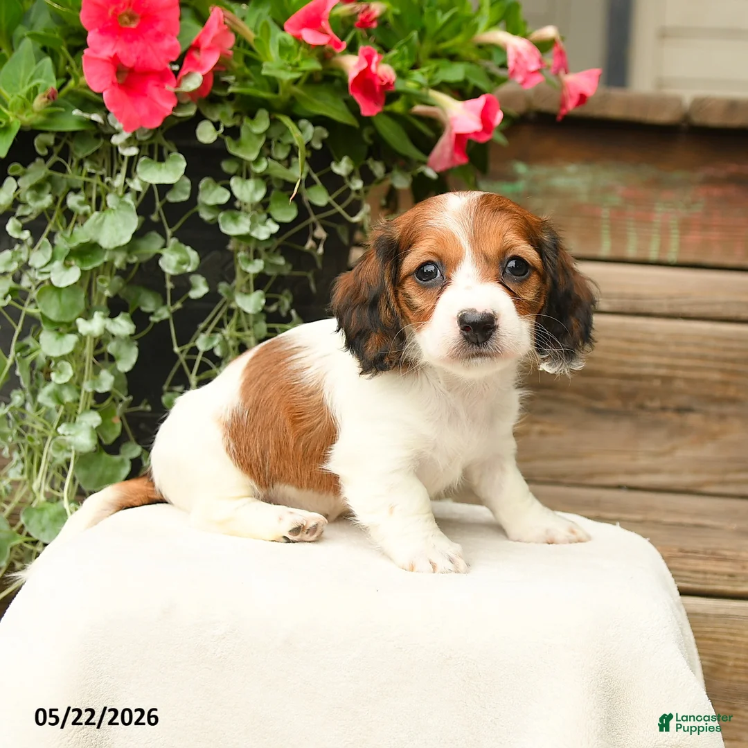 Dachshund dogs for sale: Shiloh - Ad 1