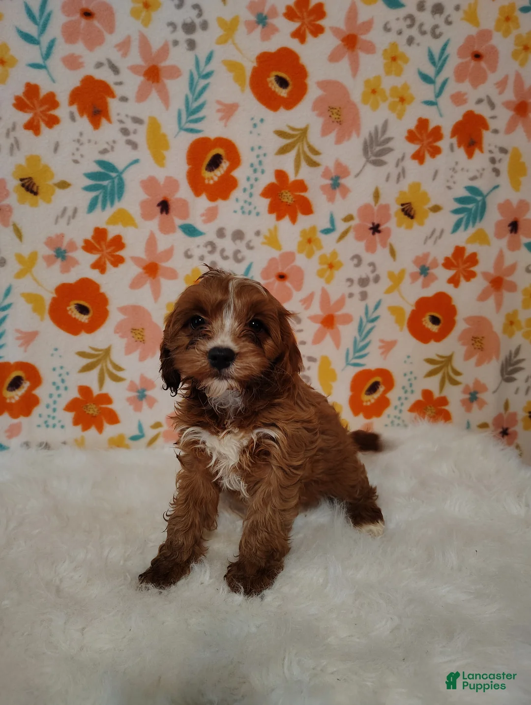 Cavapoo dogs for sale: Ginger - Ad 6