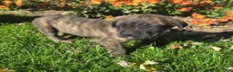 English Mastiff dogs for sale: Dill❤️AKC ready to go home today  - Ad 3