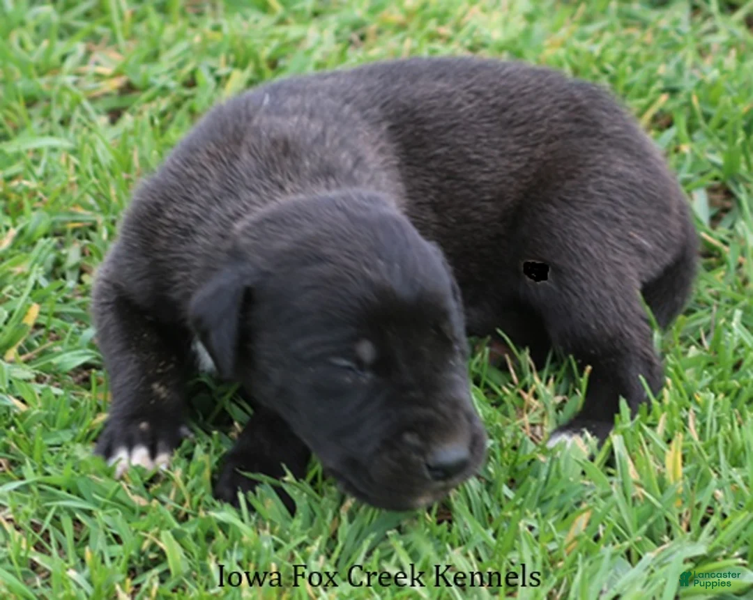 Great Dane dogs for sale: Maverick - Ad 2