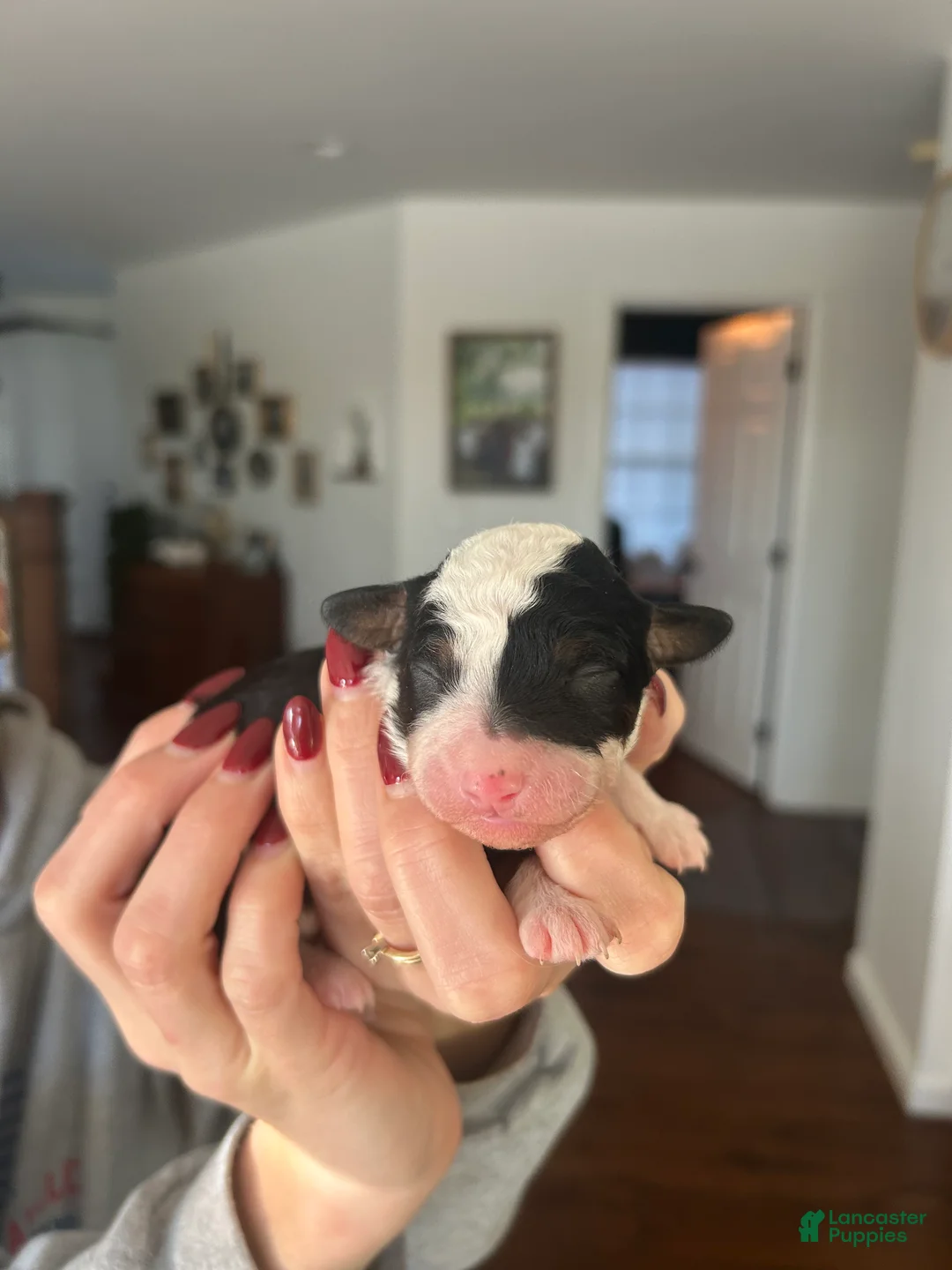 Mini Bernedoodle dogs for sale: Mini Bernedoodle Puppy 1 - Ad 1