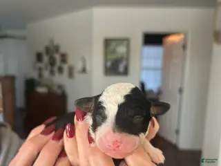 Mini Bernedoodle dogs Mini Bernedoodle Puppy 1 - Ad 1