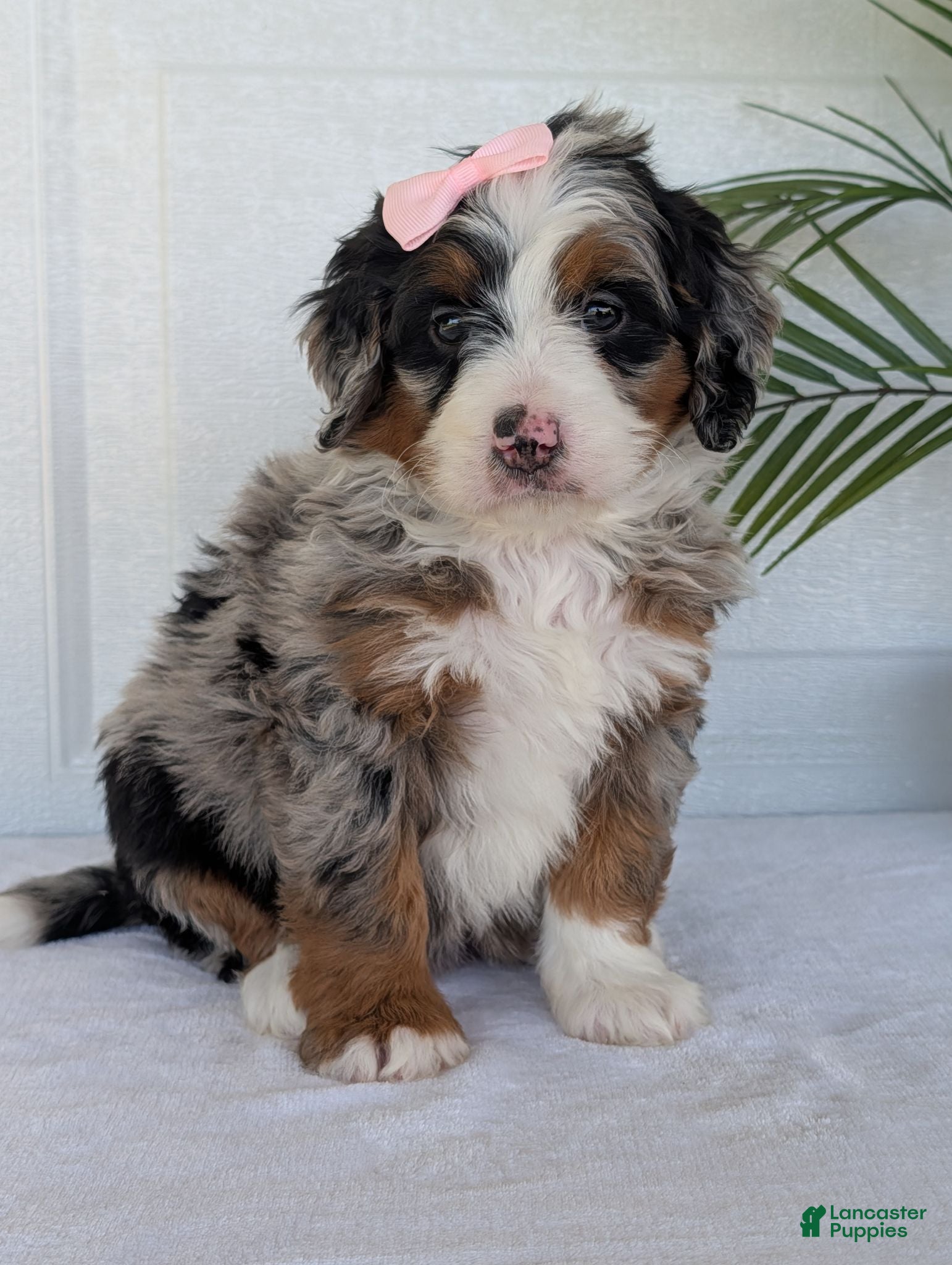 Mini Bernedoodle dogs Mini Annie  - Ad 1