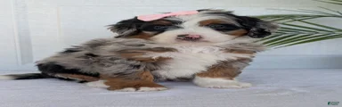 Mini Annie 
