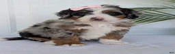 Mini Bernedoodle dogs for sale: Mini Annie  - Ad 1