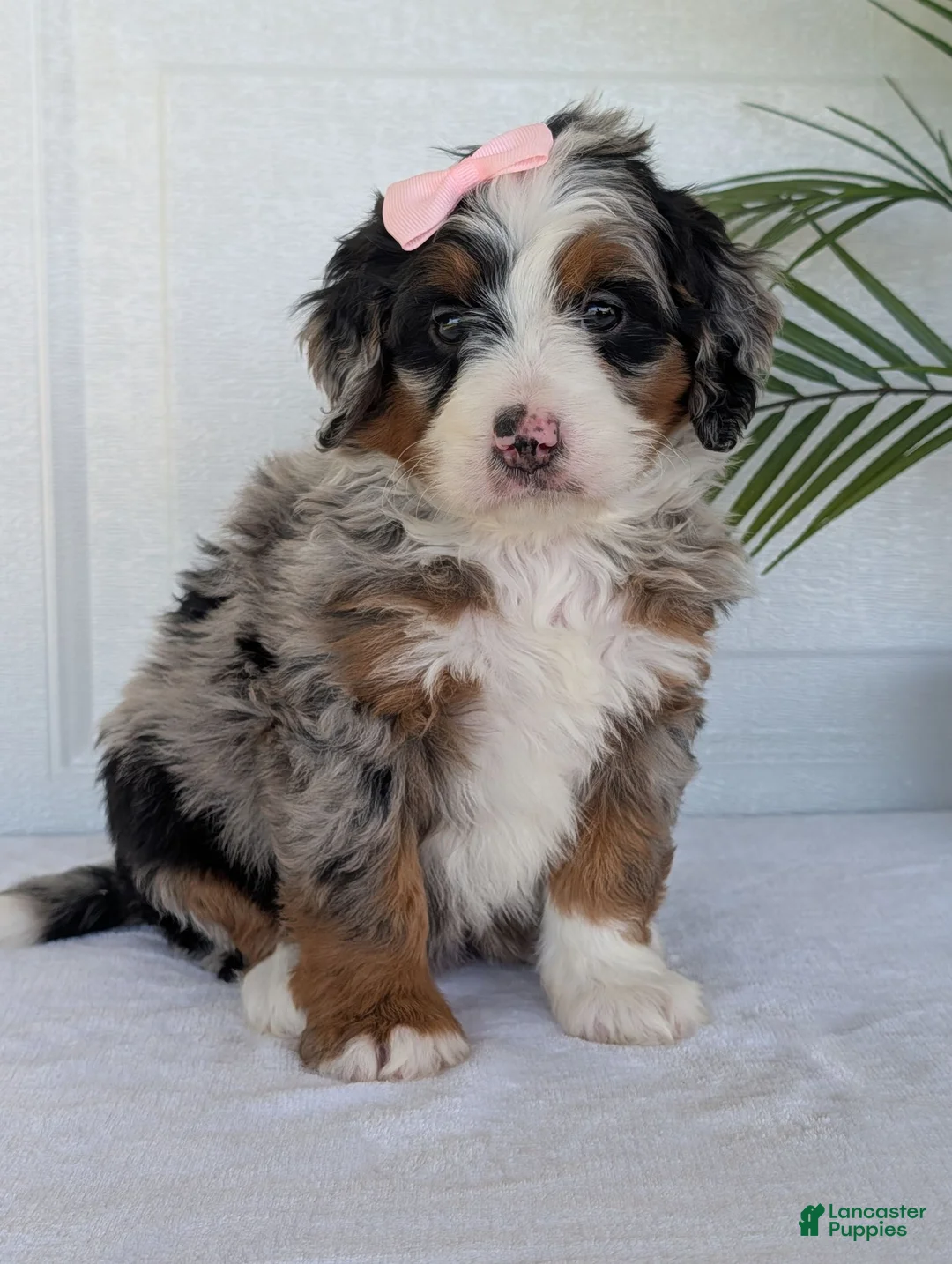 Mini Bernedoodle dogs for sale: Mini Annie  - Ad 1