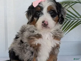Mini Bernedoodle dogs Mini Annie - Ad 1