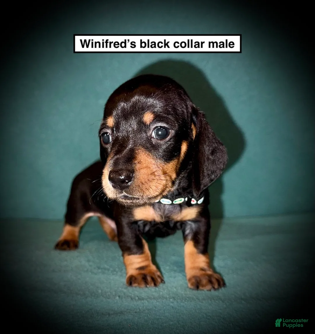 Dachshund dogs for sale: AKC Winifred's Black Collar Male - Ad 1