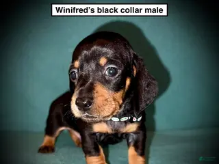 Dachshund dogs AKC Winifred's Black Collar Male - Ad 2