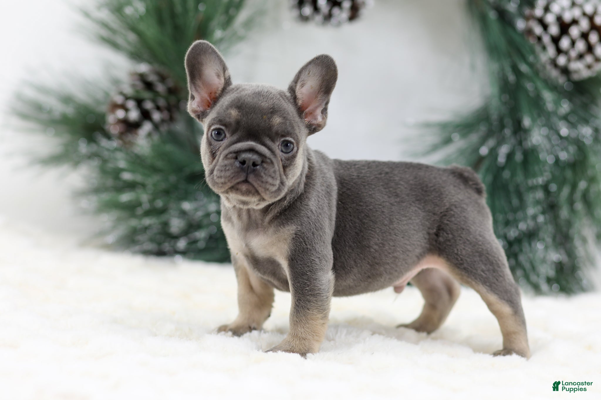 French Bulldog dogs Jaxon - Ad 21