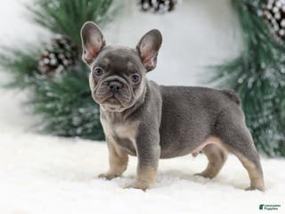 French Bulldog dogs Jaxon - Ad 8