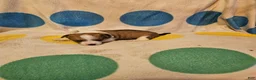 Chihuahua dogs for sale: Frari - Ad 14